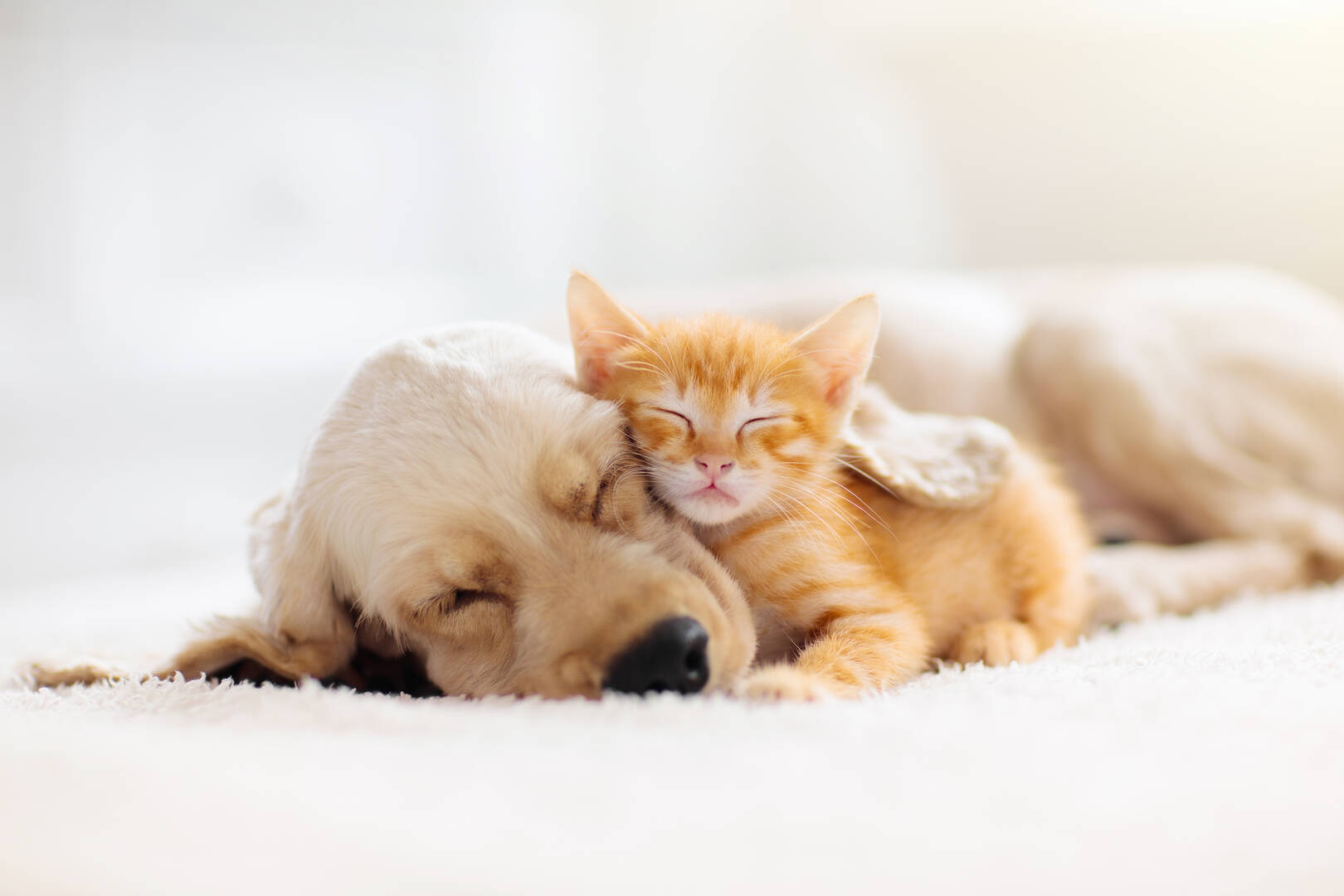 Appalachian Animal Hospital logo