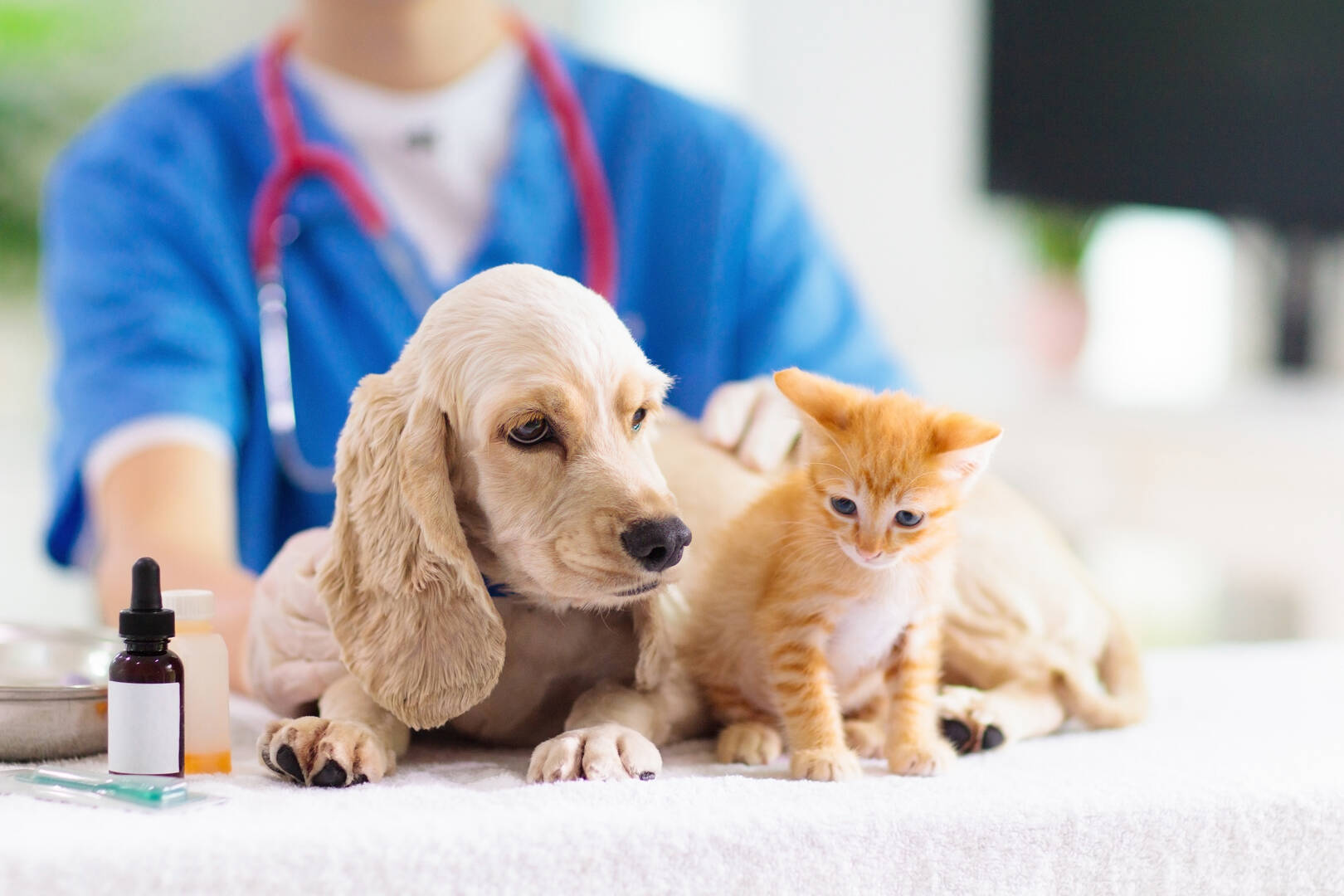 Pooch Perks logo