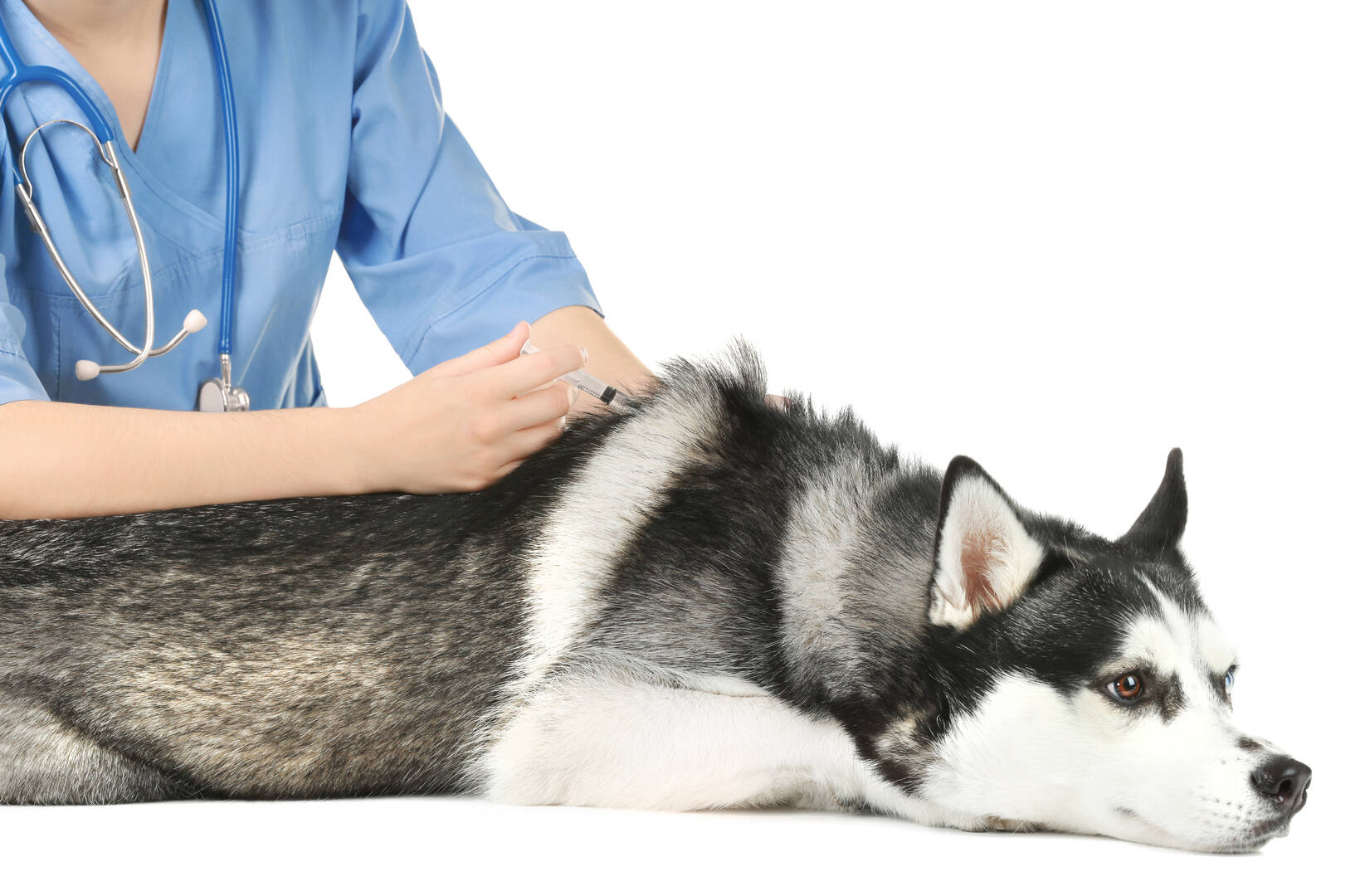Melton Veterinary Clinic logo