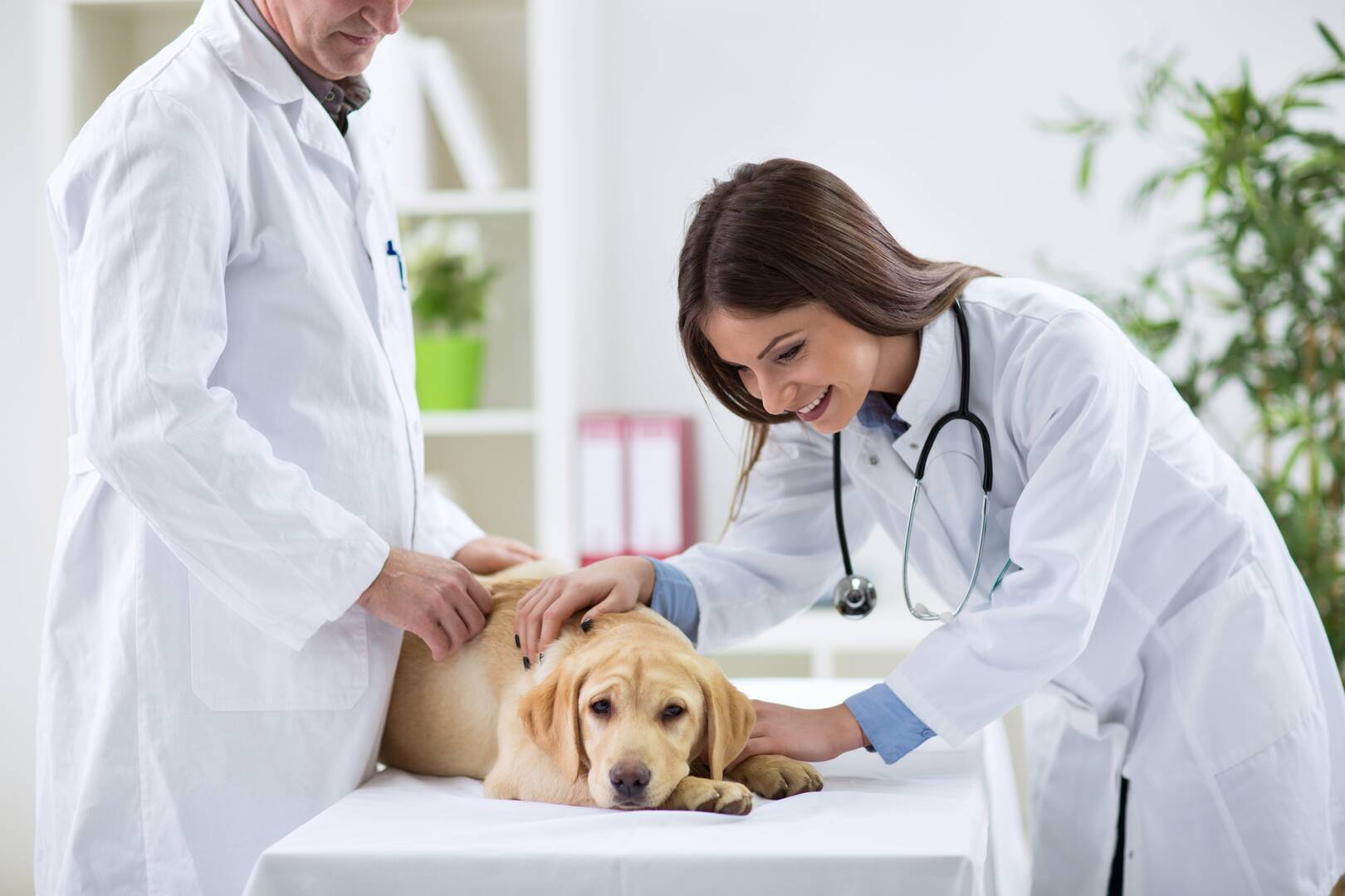 Plainview  Veterinary Clinic logo