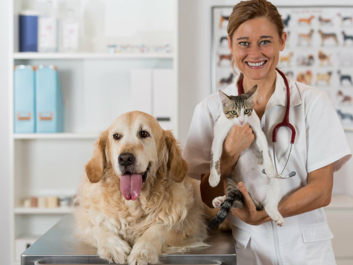 Elemental Pet Vets logo